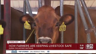 Inside look at how Arizona dairy farmers keep cows cool during summer months