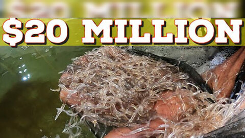 Glass Eels + Elvers- Maine's Lucrative $20 million fish