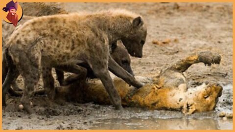 15 Scary And Terrific Combat Moments Of Lions And Angry Hyenas