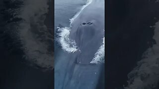 Biggest Mammal in the world - Blue Whale