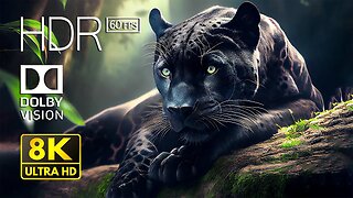 8K HDR 60fps Dolby Vision - With Animal Sounds | Colorfully Dynamic (60FPS HDR10+)