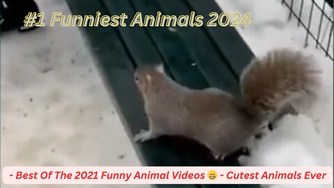 #1 Funniest Animals 2024 - Best Of The 2021 Funny Animal Videos 😁 - Cutest Animals Ever