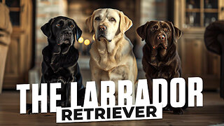 Meet the Labrador Retriever: America's Favorite Dog Breed | Dog Lovers’ Essential Guide