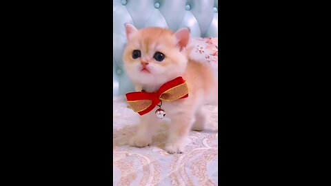 Cute cats and kittens video 😍| cute cats funny video 😍