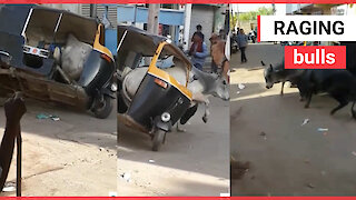 This is the moment a bull got trapped in a tuk-tuk during a fight with its rival on a road in India