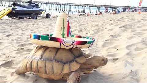 Beach tortoise dons a sombrero || Viral Video UK