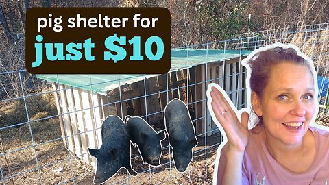 Building a Pig Shelter: From Scrap to Cozy Home!