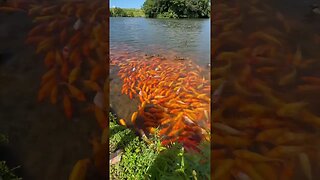 I’ve Never Seen So Many Fish!!