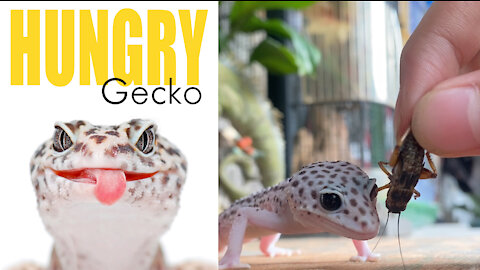 The Gecko Almost Ate My Finger, Funniest And Cutest Leopard Gecko, Pet Animals' Life
