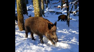 How to Survive a Wild Boar Attack
