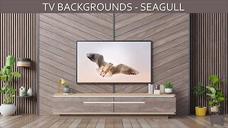 TV Background Seagull Screensaver TV Art Single Slide / No Sound