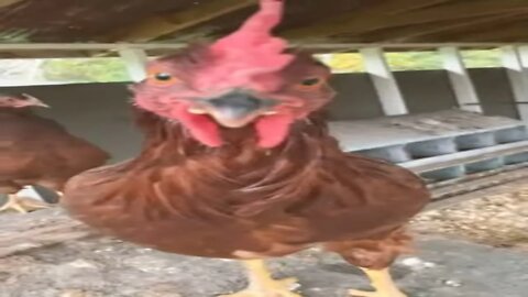 Hen , but acts like a ROOSTER
