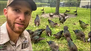 How To Catch A Lot of Ducks! Muscovy Duck Recipe - Interesting Results!!