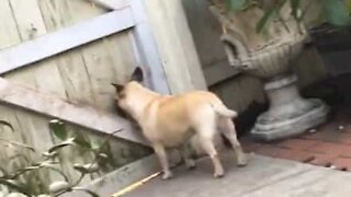 Dog has weird way of waiting for owner