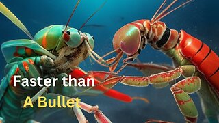 The Insane Biology Of: The Mantis Shrimp