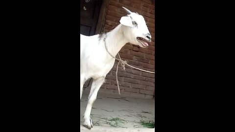 Cute Baby Goat Sound (goat sound video )