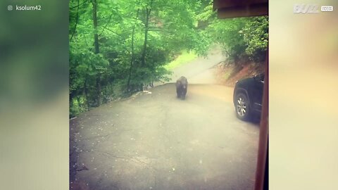 Urso pardo tenta entrar em carro no Tennesse