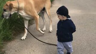 Søtt vennskap mellom baby og en enorm hund