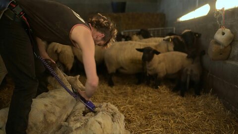 In northern Spain punk shearers shave sheep to music