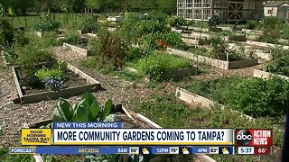 More community gardens may be coming to Hillsborough County