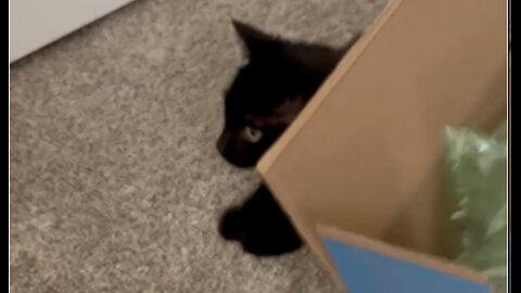 Adopting a Cat from a Shelter Vlog - Cute Precious Piper Secretly Watches Office Activities #shorts