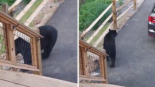 Black bear casually shows up at vacation home