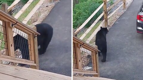 Black bear casually shows up at vacation home