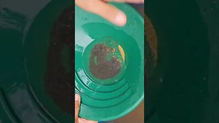 GOLD p##n: Cleaning Placer Gold #goldpanning