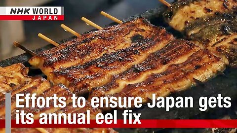 Efforts to ensure Japan gets its annual eel fixーNHK WORLD-JAPAN NEWS