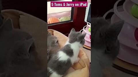 5 Toms & Jerry #shorts #short #cat #catfunny #funnycats - see full in channel