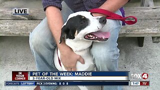 Pet of the Week: Maddie