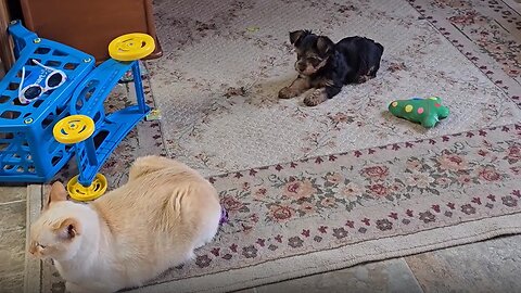 Yorkie Puppy adorably annoys house cat