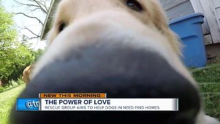 Local residents rescue golden retrievers from China meat trade