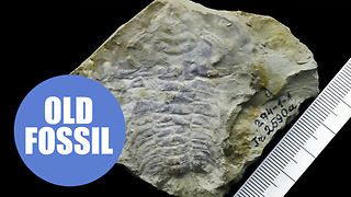 World's oldest eye discovered in 530 million year old fossil