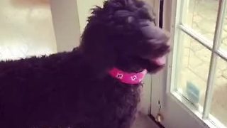Polite Dog Rings Bell When She Wants To Go Outside