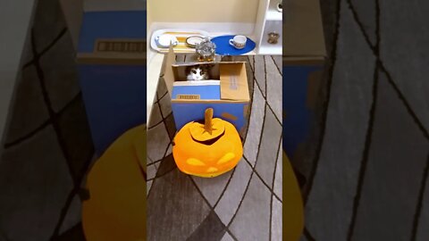 Cat in a Box Halloween Edition