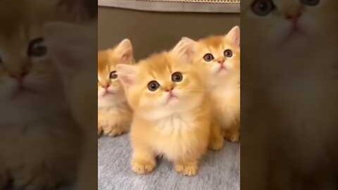Cute Cat & kitten Videos