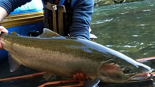 Steelhead Fishing GIANTS! Some BIG Fish On DISPLAY.