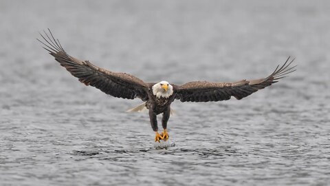 Bald Eagle Snags a Fish, Coeur d'Alene Lake, Sony A1/Sony Alpha1, 4k