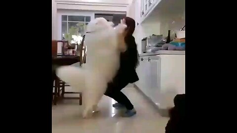Funny Animal Videos 2023 - Funniest Cats And Dogs Video #shortsFunny 🤣🤣🤣 dog 🐶🐕🐕 videoFunny