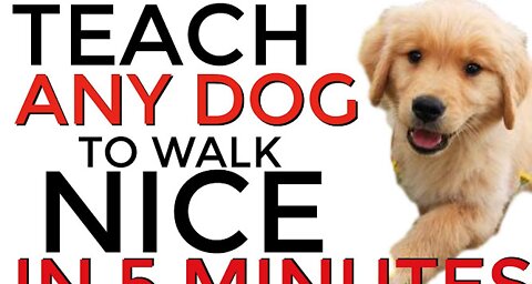 How to train a dog to walk Nicely! Dog Training 101