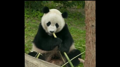 Panda Bears live in the area
