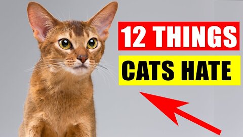 12 Things Cats Hate the Most | 10 secrete tips are being shared in this video.