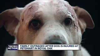 Family outraged after dog is injured at Petsmart in Royal Oak