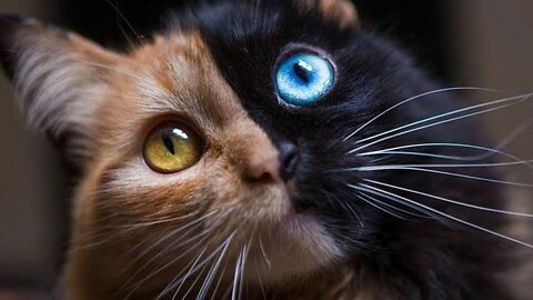 Cats With Multi-Colored Eyes Are Stunning…But What Causes It?