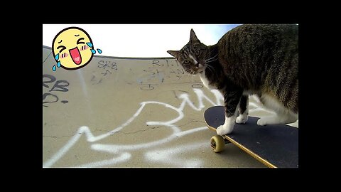 Funny Cats And Dogs Videos 😂 #3 - Best Funniest Animal Videos 2024 😅