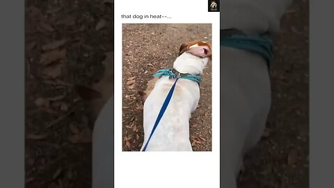 🤣 🐶The little dog on heat 😂 | #Funny #dog #short videos 2023