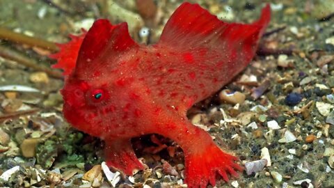 Red spadefish