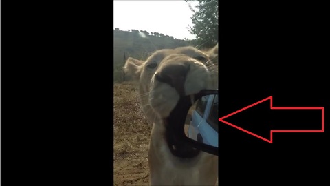 Lion encounter a little too close for comfort