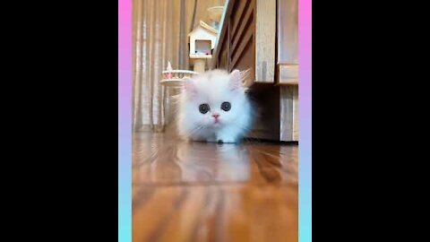 Cute and Funny Cat Videos Compilation _#short Cute animals videos